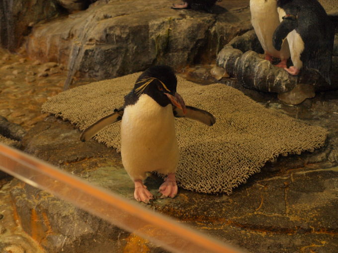 大阪デートの定番スポットで、ビジュアル系ペンギンと遭遇！海遊館！1